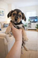 Shorkie girl 3, a female Chihuahua and Yorkshire Terrier for sale in Moreno Valley, CA – Photo 2 of 3