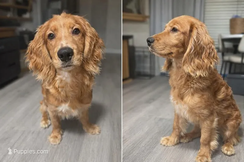 Golden spaniel retriever