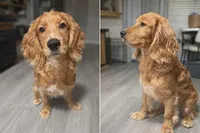 Golden spaniel retriever, a male Cocker Spaniel and Golden Retriever for sale in Moreno Valley, CA – Photo 1 of 3