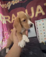 Bassetoddle boy 01 , a male Maltipoo and Basset Hound for sale in Moreno Valley, CA – 5 of 7