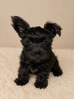 Chorkie female , a female Chorkie for sale in Moreno Valley, CA – 1 of 2
