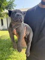 ICCF Registered Cane Corso Male #4, a male Cane Corso for sale in Moreno Valley, CA – 3 of 3