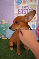 Tiny Red Miniature Pinscher , a male Miniature Pinscher for sale in Moreno Valley, CA – Photo 2 of 3