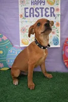Tiny Red Miniature Pinscher , a male Miniature Pinscher for sale in Moreno Valley, CA – Photo 1 of 3