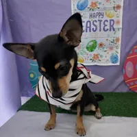 Chihuahua , a female Chihuahua for sale in Moreno Valley, CA – 3 of 4