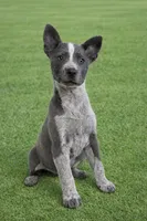 Blue Heeler × Chihuahua Girl – Smart, Loyal, Ready Now 💙, a female Australian Cattle Dog and Chihuahua for sale in Moreno Valley, CA – Photo 1 of 3