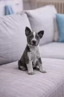 Blue Heeler × Chihuahua Girl – Smart, Loyal, Ready Now 💙, a female Australian Cattle Dog and Chihuahua for sale in Moreno Valley, CA – Photo 2 of 3