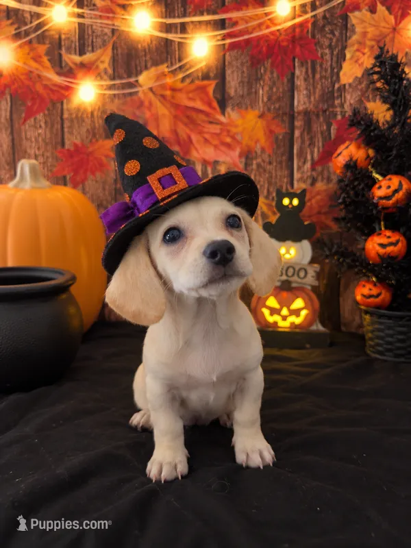 🎀 Mini Dachshund × Chihuahua — Sweet Little Girl 💕 – Chiweenie puppy for sale in Moreno Valley, CA