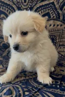 Pomchi boy , a female Chihuahua and Pomeranian for sale in Moreno Valley, CA – 2 of 5