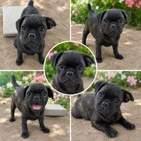 Handsome Black Brindle Pug × Boston Terrier Boy , a male Boston Terrier and Pug for sale in Moreno Valley, CA – 1 of 2
