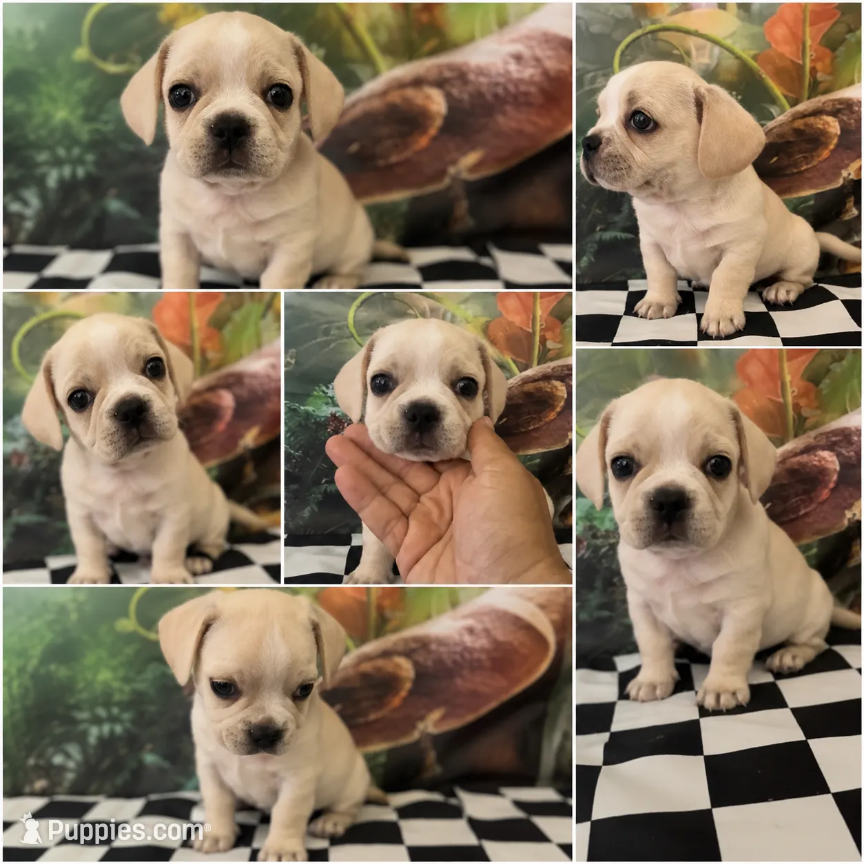 PUG`sパパです。 Low rider fenchy pug male 06 – French Bulldog and Pug Puppy