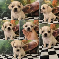 Low rider fenchy pug male 06, a male French Bulldog and Pug for sale in Moreno Valley, CA – 1 of 3