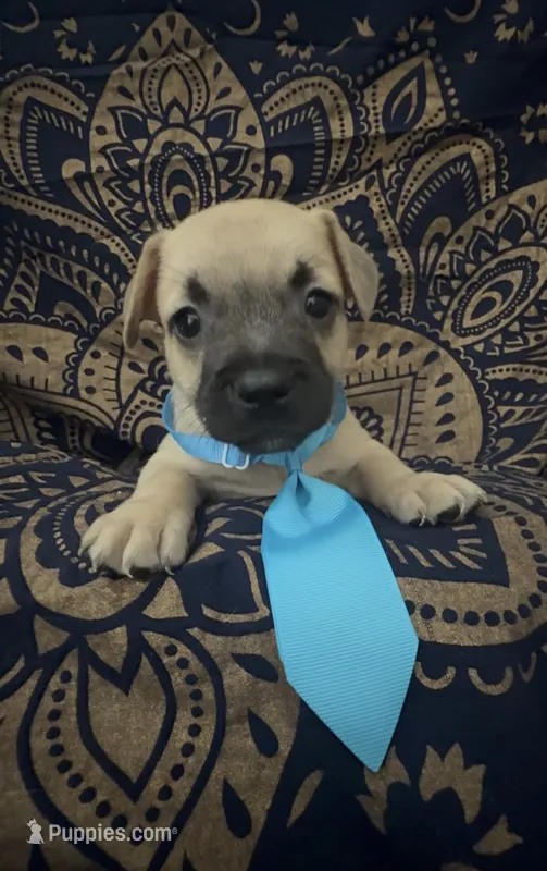     Frenchie Dachshund “French Bull Weenie” Boy – French Bulldog, Miniature Dachshund puppy for sale in Moreno Valley, CA