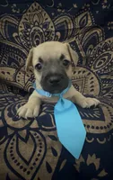     Frenchie Dachshund “French Bull Weenie” Boy, a male French Bulldog and Miniature Dachshund for sale in Moreno Valley, CA – 1 of 9