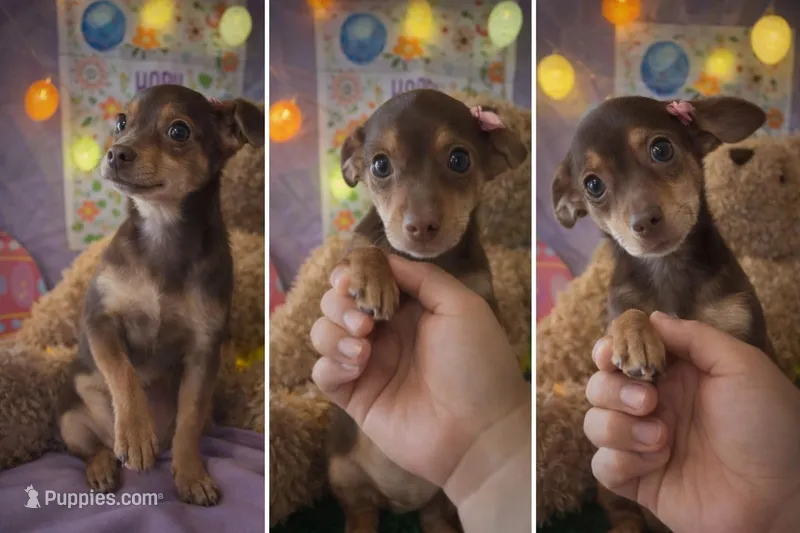 Penny – Chiweenie puppy for sale in Moreno Valley, CA