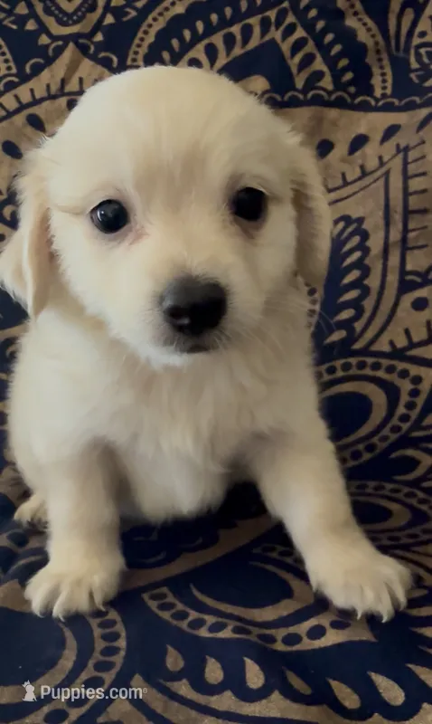 Pomchi boy 2  – Chihuahua, Pomeranian puppy for sale in Moreno Valley, CA