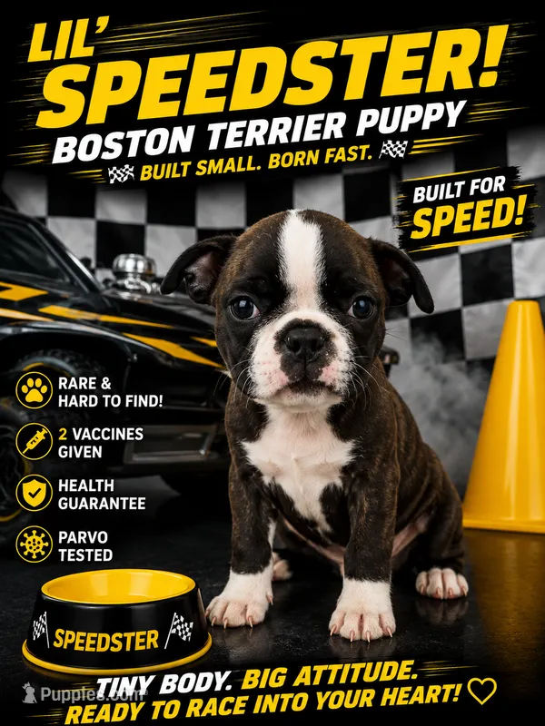 Boston Terrier pug boy 03  – Boston Terrier, Pug puppy for sale in Moreno Valley, CA