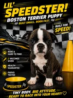 Boston Terrier pug boy 03 , a male Boston Terrier and Pug for sale in Moreno Valley, CA – 1 of 1