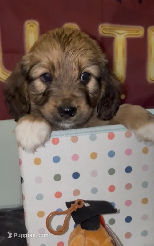 Basset doodles girl 03  – Maltipoo, Basset Hound puppy for sale in Moreno Valley, CA