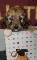 Basset doodles girl 03 , a female Maltipoo and Basset Hound for sale in Moreno Valley, CA – 1 of 7