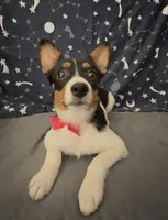 Girl corgi , a female Australian Shepherd and Cardigan Welsh Corgi for sale in Moreno Valley, CA – 2 of 7