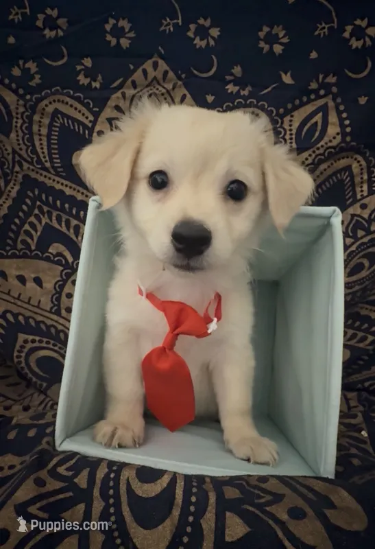 Adorable sweet pomchi boy  – Chihuahua, Pomeranian puppy for sale in Moreno Valley, CA