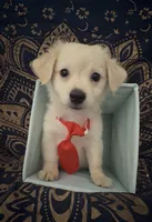 Adorable sweet pomchi boy , a male Chihuahua and Pomeranian for sale in Moreno Valley, CA – 1 of 9