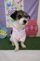 Mochi 02, a female Jack Russell Terrier for sale in Moreno Valley, CA – Photo 4 of 4