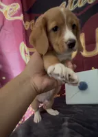 Bassetoddle boy 01 , a male Maltipoo and Basset Hound for sale in Moreno Valley, CA – 4 of 7