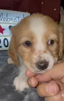 Bassetoddle girl 02 , a female Maltipoo and Basset Hound for sale in Moreno Valley, CA – 2 of 4
