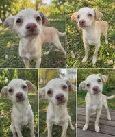 CHIHUAHUA  GIRL , a female Chihuahua for sale in Moreno Valley, CA – 1 of 1