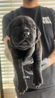 Cane corso girl 04, a female Cane Corso for sale in Moreno Valley, CA – Photo 1 of 3