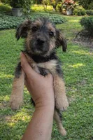 Lucy 2, a female Shorkie for sale in Moreno Valley, CA – Photo 2 of 2