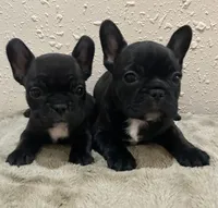 4 boys, a male French Bulldog for sale in Springfield, MO – Photo 2 of 2