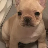 Girl 2, a female French Bulldog for sale in Springfield, MO – Photo 1 of 3