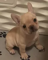 Girl 2, a female French Bulldog for sale in Springfield, MO – Photo 2 of 3