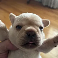 Girl 2, a female French Bulldog for sale in Springfield, MO – Photo 3 of 3