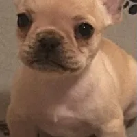 Girl 3, a female French Bulldog for sale in Springfield, MO – Photo 1 of 4