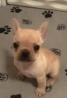 Girl 3, a female French Bulldog for sale in Springfield, MO – Photo 2 of 4