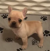 Girl 3, a female French Bulldog for sale in Springfield, MO – Photo 3 of 4