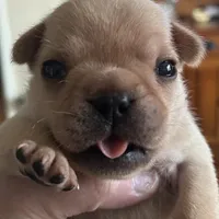 Girl 3, a female French Bulldog for sale in Springfield, MO – Photo 4 of 4