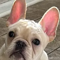 Fawn male 1, a male French Bulldog for sale in Springfield, MO – Photo 1 of 9