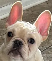 Fawn male 1, a male French Bulldog for sale in Springfield, MO – Photo 1 of 8