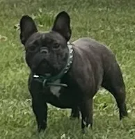 Fawn male 1, a male French Bulldog for sale in Springfield, MO – Photo 8 of 9