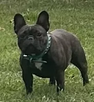 Fawn male 1, a male French Bulldog for sale in Springfield, MO – Photo 7 of 8