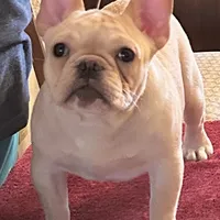 Fawn male 1, a male French Bulldog for sale in Springfield, MO – Photo 6 of 9