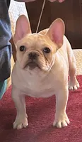 Fawn male 1, a male French Bulldog for sale in Springfield, MO – Photo 5 of 8
