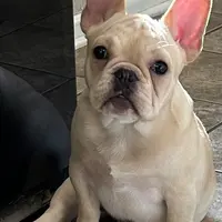 Fawn male 1, a male French Bulldog for sale in Springfield, MO – Photo 7 of 9