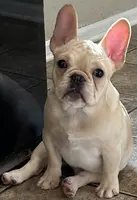 Fawn male 1, a male French Bulldog for sale in Springfield, MO – Photo 2 of 8
