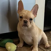 Fawn male 1, a male French Bulldog for sale in Springfield, MO – Photo 4 of 9